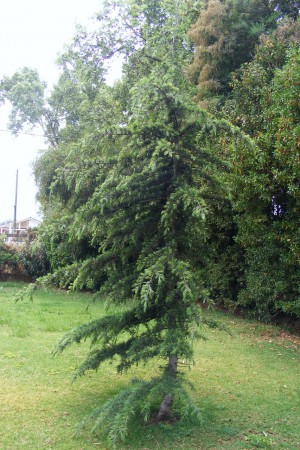 Arboles Ornamentales