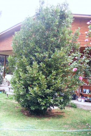 Arboles Ornamentales